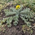 Senecio vernalis Leaf