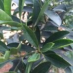 Ilex mitis Blad