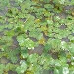 Hydrocotyle ranunculoides Feuille