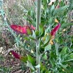 Chenopodium album Folha