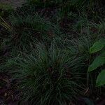 Carex umbrosa Leaf