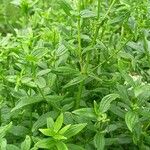 Galium rubioides Листок