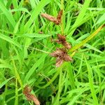 Juncus tenuis Blüte