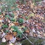 Chimaphila umbellata Blatt