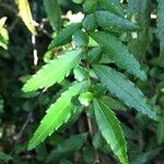 Azara lanceolata अन्य