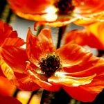 Papaver argemone Blomst