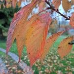 Prunus sargentii Leaf