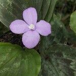 Kaempferia pulchra Fleur