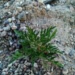 Lepidium coronopus Leaf