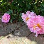 Paeonia lactifloraফুল