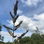 Echinochloa muricata Kvet