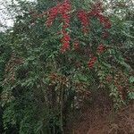 Cotoneaster frigidus Elinympäristö