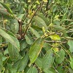 Grewia trichocarpa Hoja