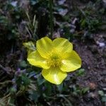 Ranunculus millefoliatus 花