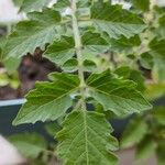 Solanum pimpinellifolium Fulla