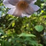 Clematis crispa Квітка