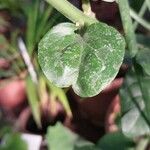 Jasminum sambac Leaf