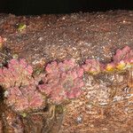 Azolla filiculoides Lapas