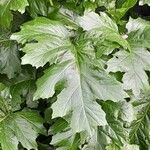 Acanthus mollis List