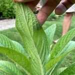 Echium strictum Листок