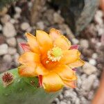 Tacinga inamoena Flor