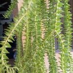 Huperzia phlegmaria Hoja