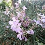 Dianthus rupicola Flower