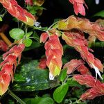 Justicia brandegeeana Flor