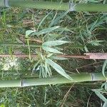 Phyllostachys sulphurea Corteza