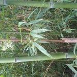 Phyllostachys sulphurea Casca