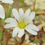 Cerastium apuanum