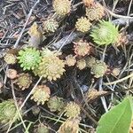 Petrosedum forsterianum Hoja