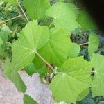 Hibiscus mutabilis Leaf