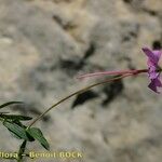 Viola cazorlensis Habitat