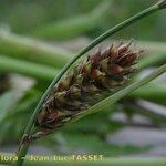 Carex lasiocarpa Froito