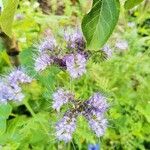 Phacelia tanacetifoliaЦветок