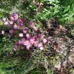 Leptospermum rotundifolium आदत