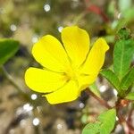 Ludwigia grandiflora Цвят