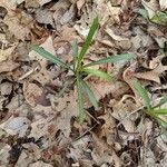 Solidago pinetorum Leaf