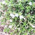 Lithodora zahnii Flor