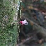 Syzygium cymosum Květ