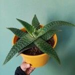 Aloe macrocarpa Blatt