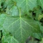 Hedera canariensis葉