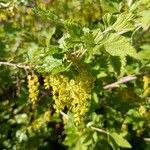 Ribes magellanicum Hoja
