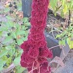 Amaranthus hypochondriacusFleur