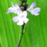 Verbena officinalis Квітка