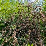 Buddleja alternifoliaFlower