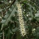 Macadamia integrifolia Kvet
