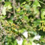 Senecio deltoideus Blomst