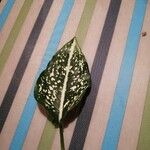 Aglaonema costatum Blatt